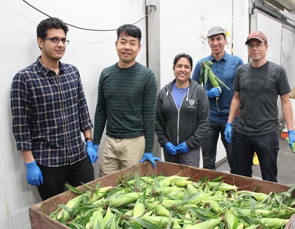 A group of volunteers sorting through a crate of corn.